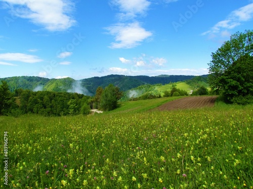 Meadow covered in yellow flowers and forest covered hills behind in the hills of Polhov Gradec in Slovenia photo