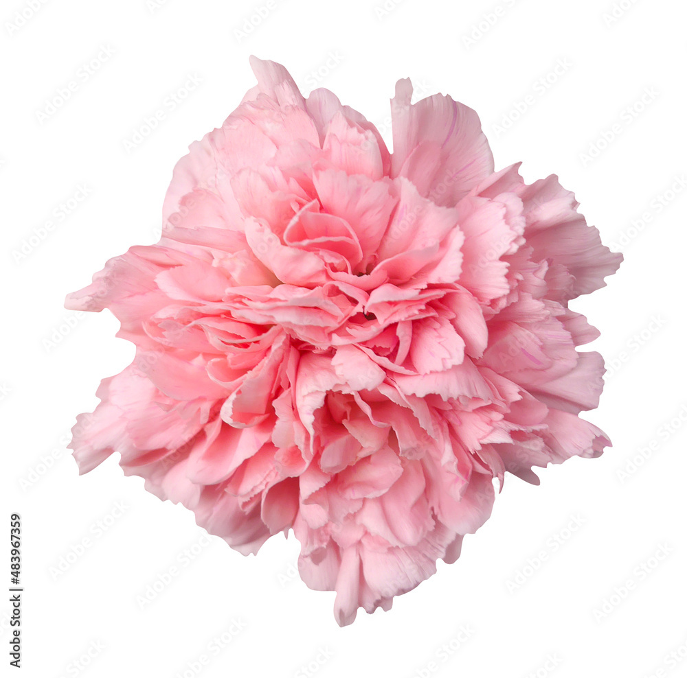 Macro photo dianthus flower on white isolated background. Macro photo dianthus flower on white isolated background.