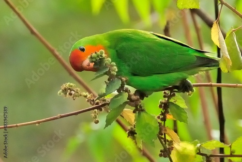 Orangeköpfchen (Agapornis pullarius) bei der Nahrungsaufnahme in Ghana. photo