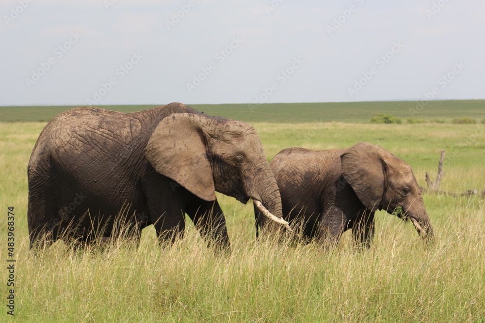 gathering of elephants.