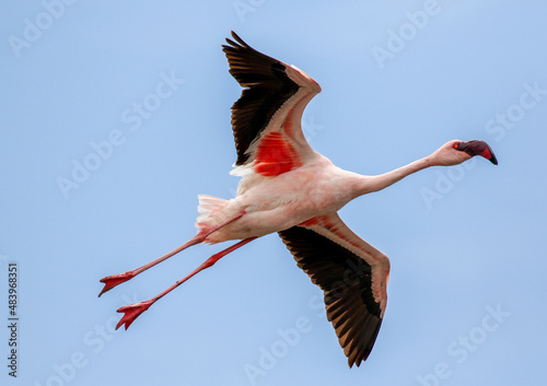 Flying Lesser Flamingos, Walvis Bay, Namibia