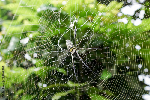 Nephila Pilipes large wasp spider sits on a web on a green background. A spider known as the Giant northern golden orb weaver, is a species of spider that belongs to the class Arachnida photo