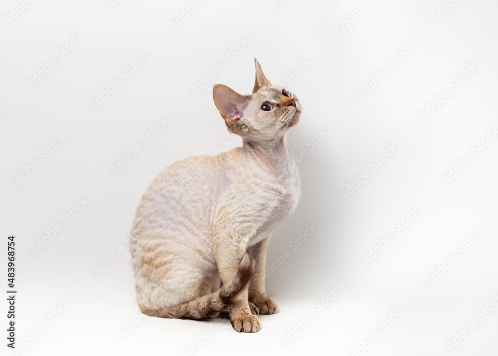 Devon Rex Cat on a white background