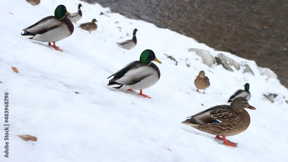 Ducks walking by the river on the slope covered in snow Ducks walking by the river on the slope covered in snow