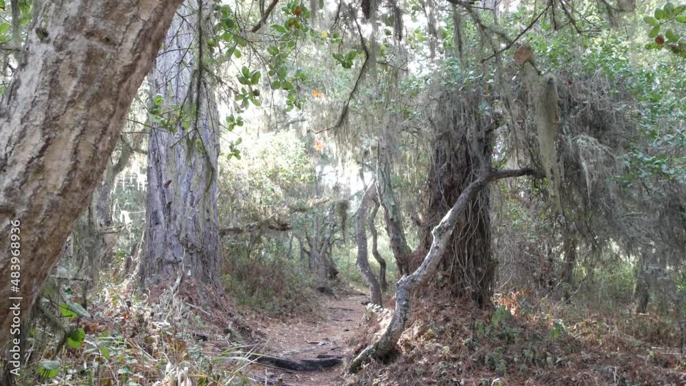 Path in live oak forest or woods, footpath trail or footway in old grove or woodland. Twisted gnarled oak trees branches and trunks. Lace lichen moss hanging. Point Lobos wilderness, California, USA. Path in live oak forest or woods, footpath trail or footway in old grove or woodland. Twisted gnarled oak trees branches and trunks. Lace lichen moss hanging. Point Lobos wilderness, California, USA.