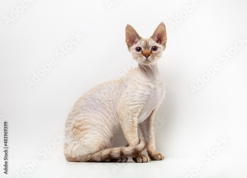Fotografie Devon Rex Cat on a white background