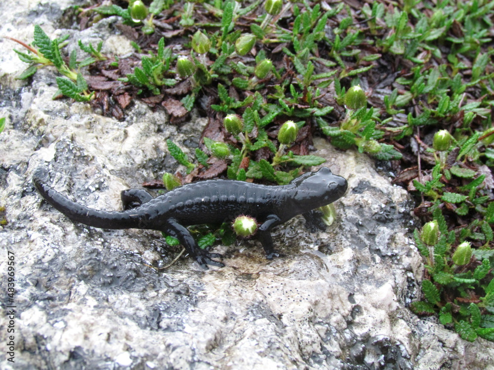 Fototapeta premium Black alpine salamander (Salamandra atra) wild animal