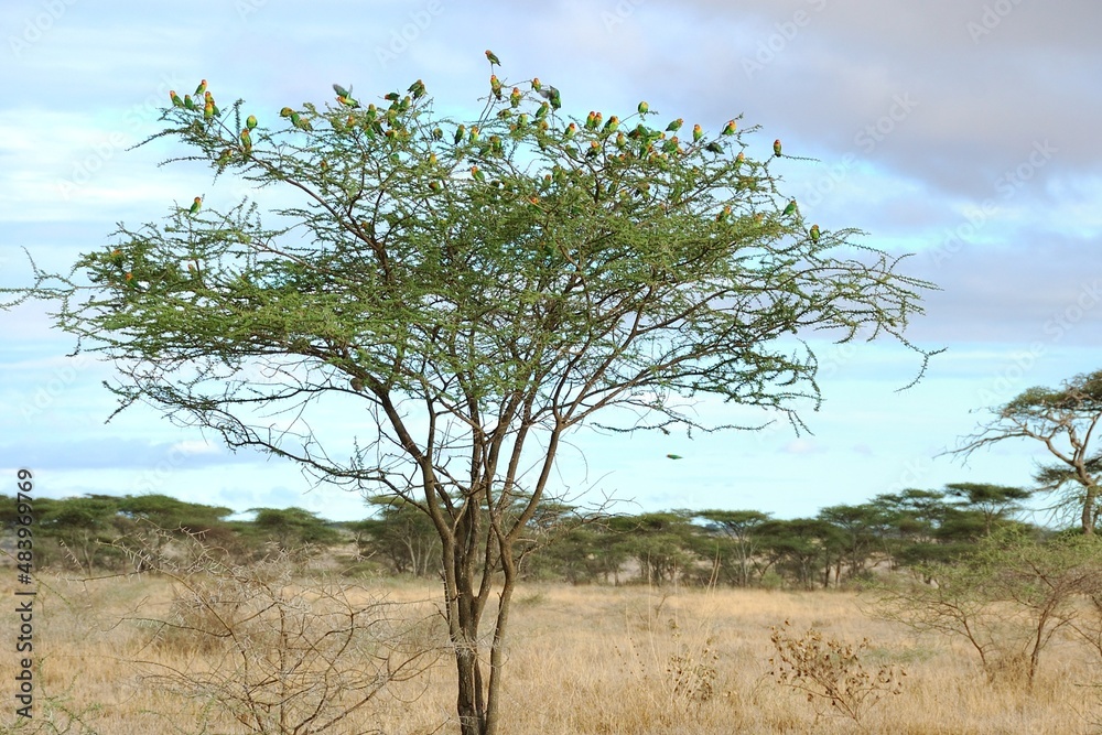 Schwarm Pfirsichköpfchen (Agapornis fischeri) in einer Akazie, Tansania.