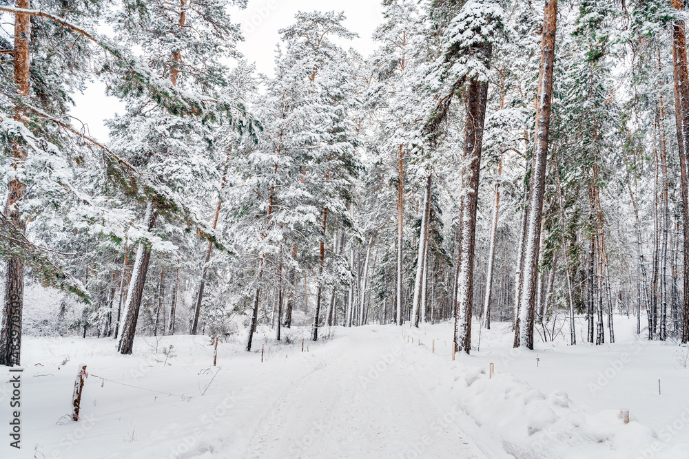 Beautiful winter landscape of pine forest with snow Beautiful winter landscape of pine forest with snow