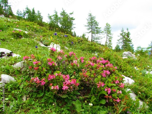 Fototapeta Naklejka Na Ścianę i Meble -  Pink hairy alpenrose (Rhododendron hirsutum) flowers and other yellow flowers in a colorful alpine wild garden