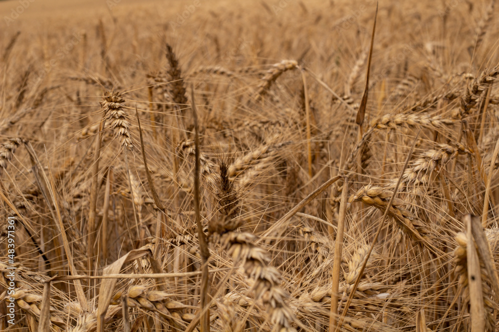 Fototapeta premium cornfield