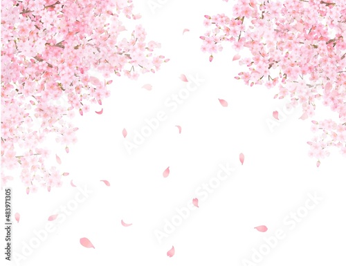 美しく華やかな花びら舞い散る春の桜のアーチの白バックフレーム背景素材