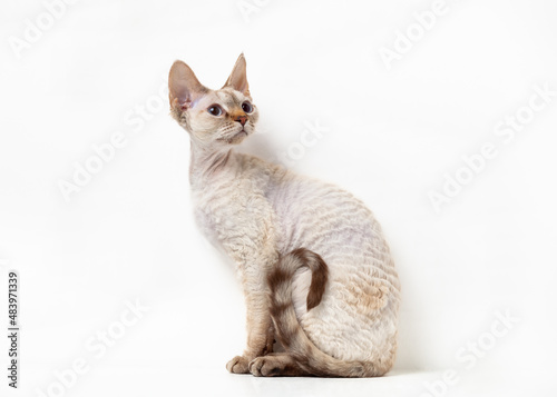 Fotografie Devon Rex Cat on a white background