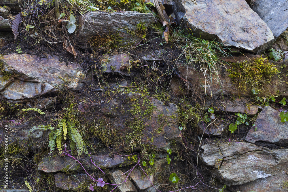Grey stone wall with green moss, fern, grass and plants, natural rock and greenery texture background Grey stone wall with green moss, fern, grass and plants, natural rock and greenery texture background