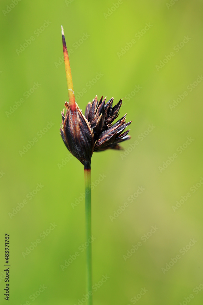 The Black bog rush on an alkaline bog near Tomaszow Lubelski (Poland)