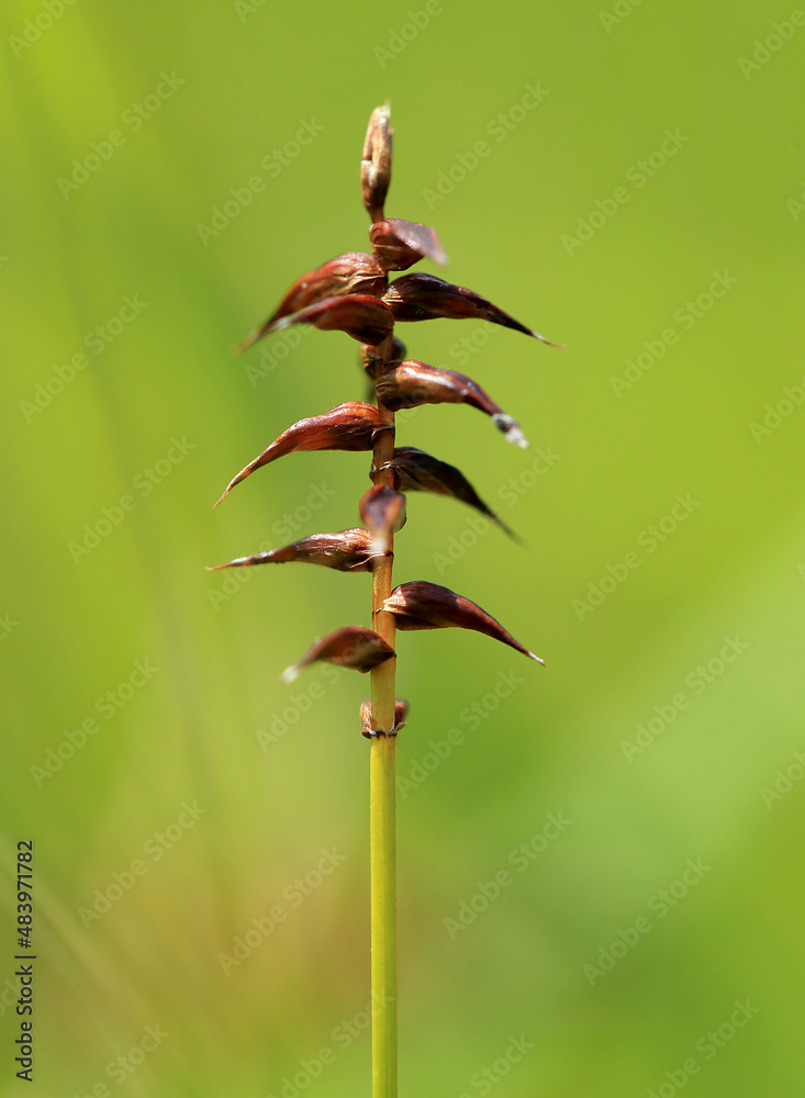 A very rare Davall's sedge (Carex davalliana) on fens in Poland