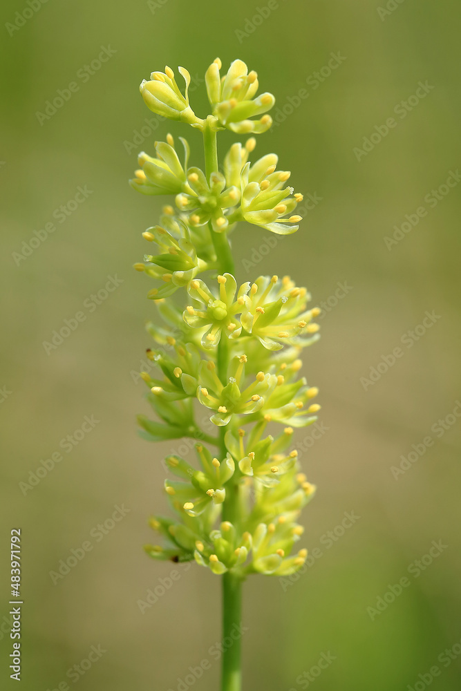 A rare plant of peat bogs - Tofieldia calyculata (German-asphodel) - in the bogs of the Lublin region (Poland)