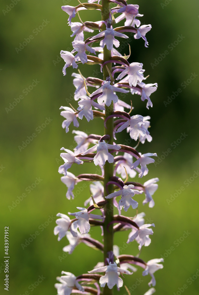 A fragrant orchid (Gymnadenia conopsea) on the xerothermic grassland in Poland
