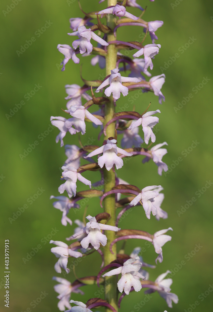 A fragrant orchid (Gymnadenia conopsea) on the xerothermic grassland in Poland