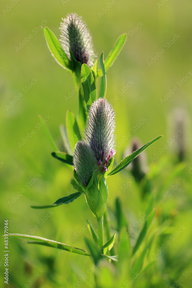 A rare clover species (Trifolium rubens) on the xerothermic grassland in Poland