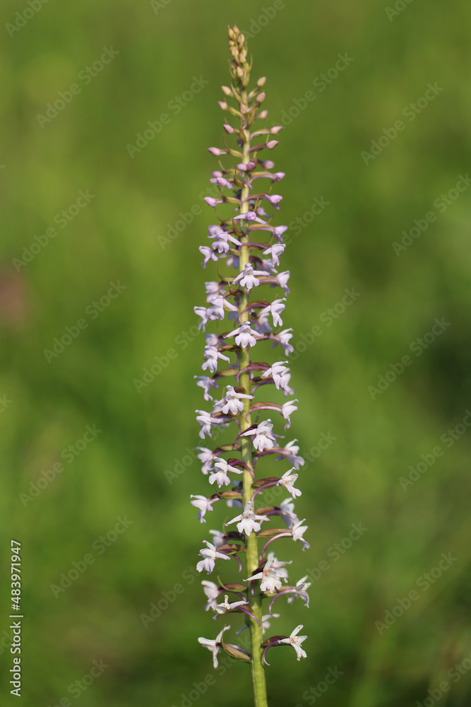 A fragrant orchid (Gymnadenia conopsea) on the xerothermic grassland in Poland