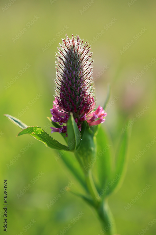 A rare clover species (Trifolium rubens) on the xerothermic grassland in Poland