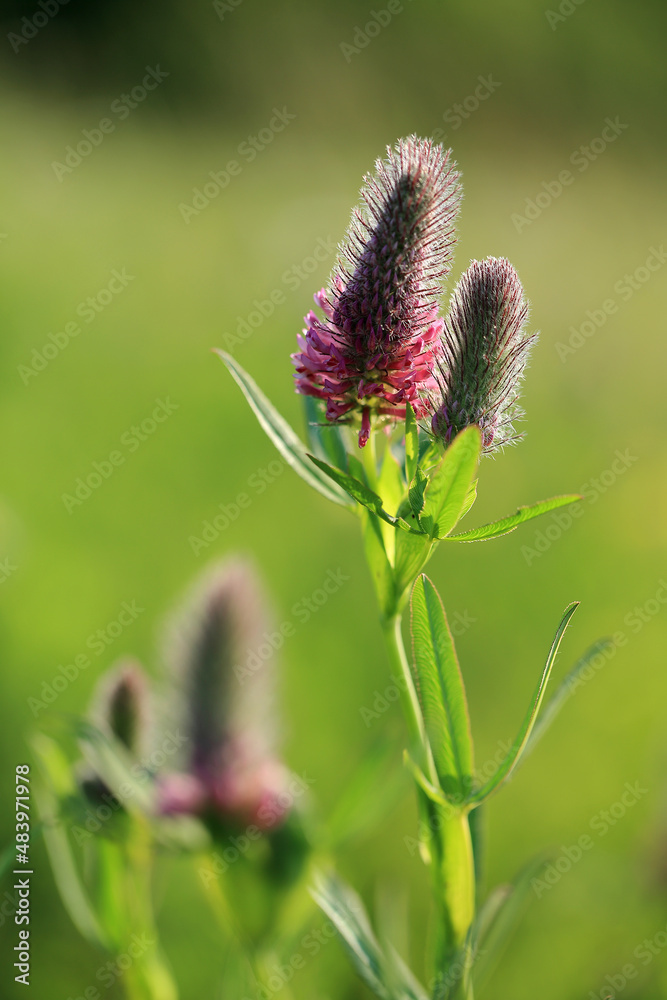 A rare clover species (Trifolium rubens) on the xerothermic grassland in Poland