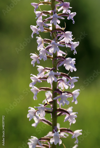 Obraz na płótnie A fragrant orchid (Gymnadenia conopsea) on the xerothermic grassland in Poland w salonie