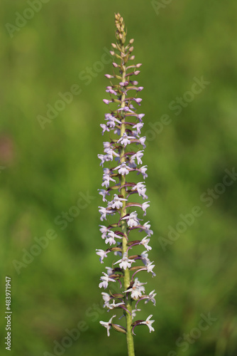 Obraz na płótnie A fragrant orchid (Gymnadenia conopsea) on the xerothermic grassland in Poland w salonie