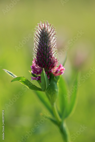 Obraz na płótnie A rare clover species (Trifolium rubens) on the xerothermic grassland in Poland w salonie