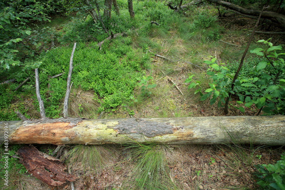 A drained forest peat bog (bog forest) in eastern Poland