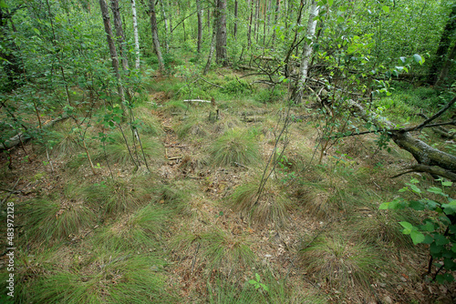 A drained forest peat bog (bog forest) in eastern Poland