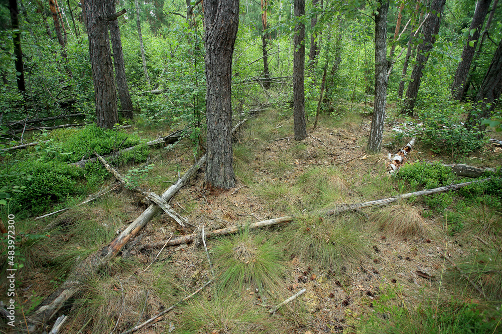A drained forest peat bog (bog forest) in eastern Poland
