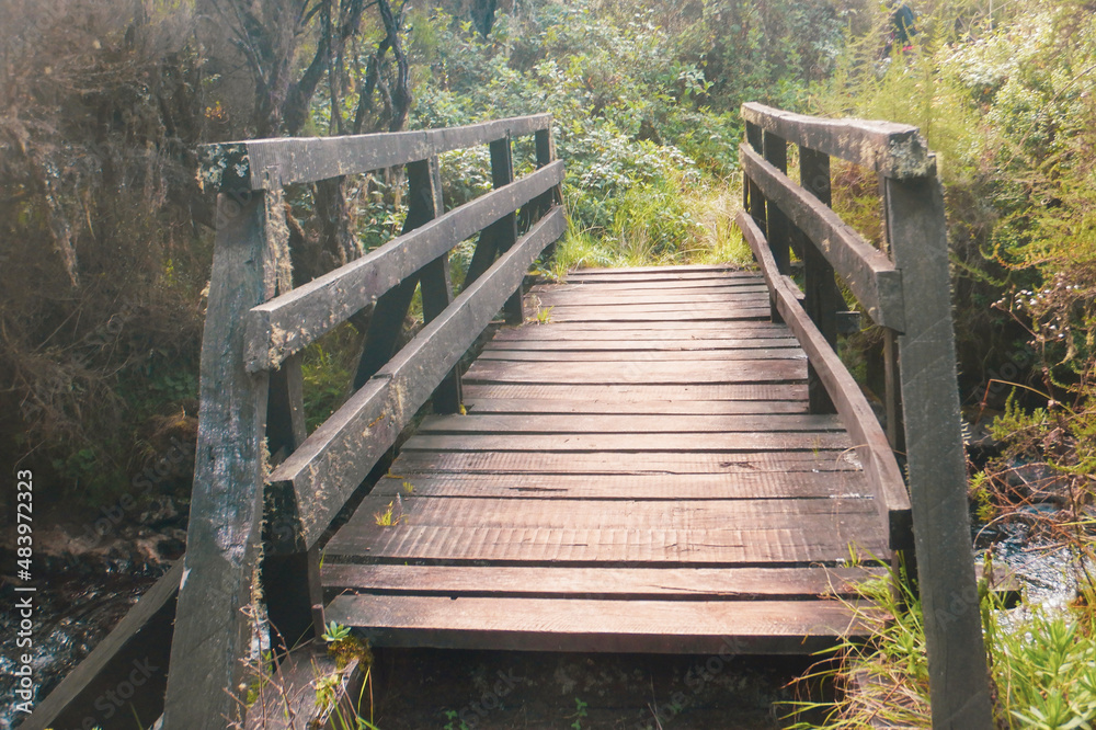 A wooden footpath in the forest at Aberdare National Park, Kenya A wooden footpath in the forest at Aberdare National Park, Kenya