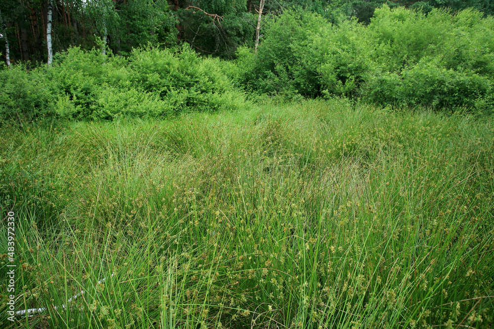 Sedge rushes in the place of drained peat bogs in eastern Poland