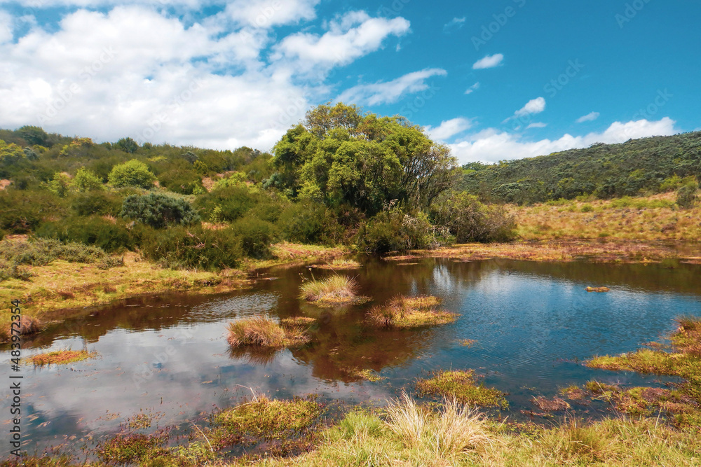 Scenic view of a river in the moorland zone of  Aberdare National Park, Kenya