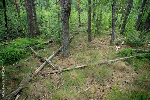 Obraz na płótnie A drained forest peat bog (bog forest) in eastern Poland w salonie