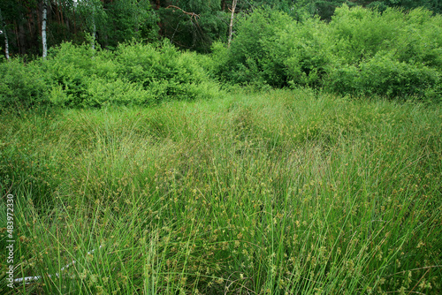 Obraz na płótnie Sedge rushes in the place of drained peat bogs in eastern Poland w salonie