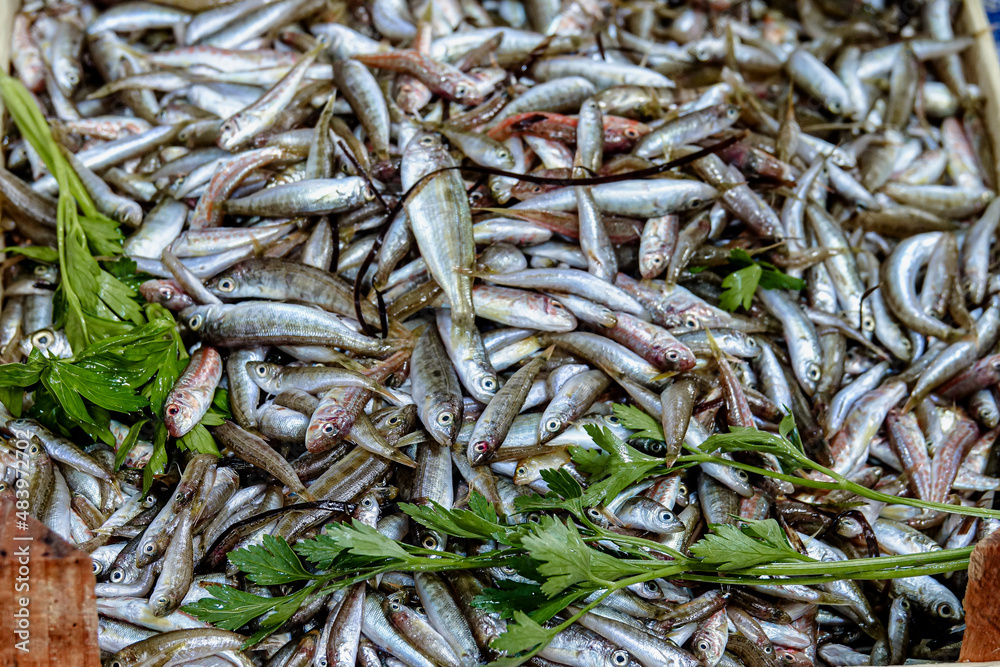Close-up of fresh sardines at the fish market