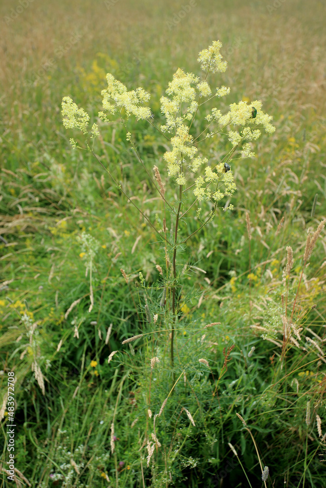 Meadow-rue (Thalictrum lucidum) flowering on a meadow in easter Poland