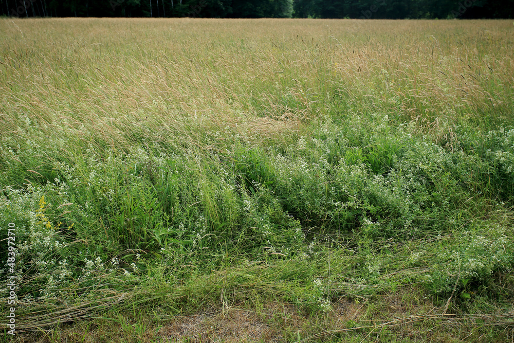 A mowing meadow in eastern Poland