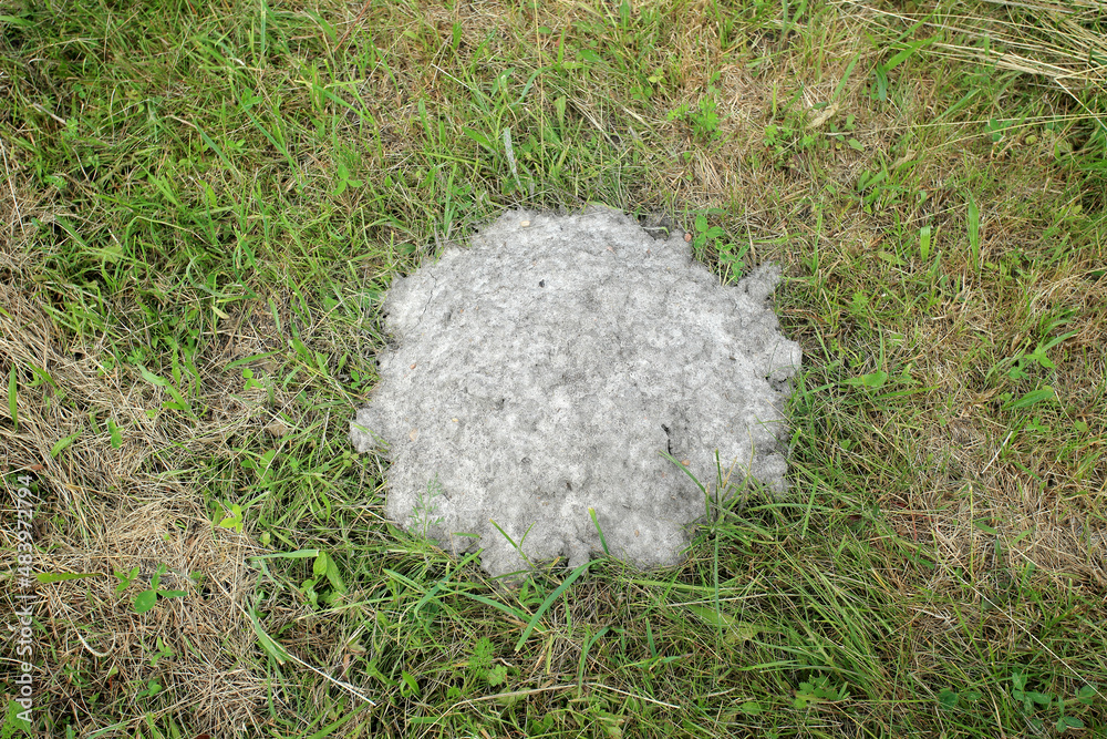 Mole mounds in a mowed meadow in eastern Poland