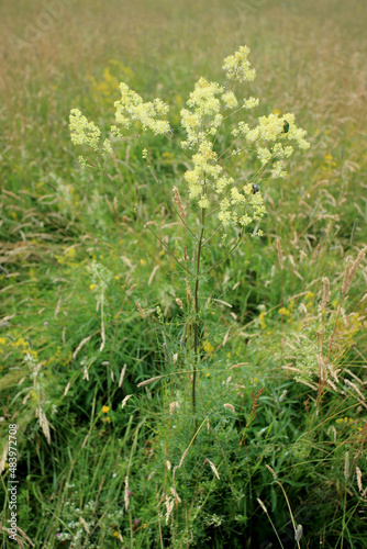Obraz na płótnie Meadow-rue (Thalictrum lucidum) flowering on a meadow in easter Poland w salonie