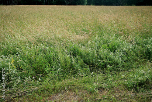 Obraz na płótnie A mowing meadow in eastern Poland w salonie