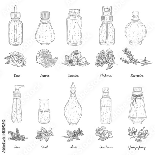 Bottles of essential oils with plants engraving vector illustration isolated.