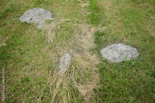 Obraz na płótnie Mole mounds in a mowed meadow in eastern Poland w salonie