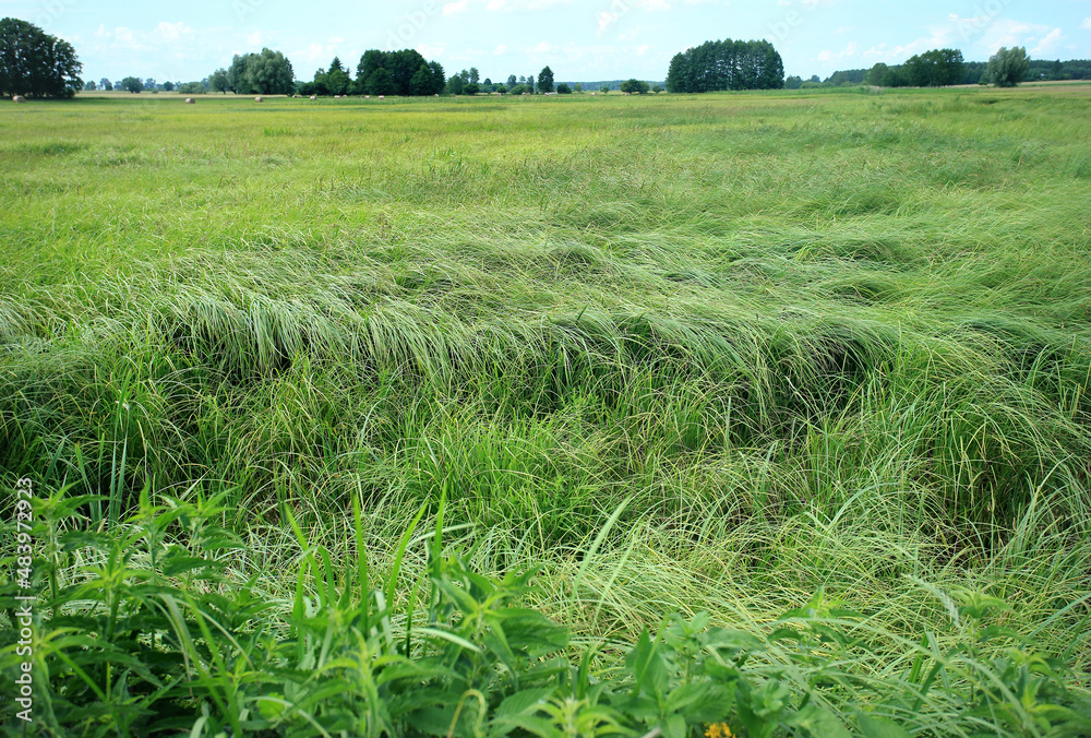 Drained swamp (currently sedge rushes) in eastern Poland