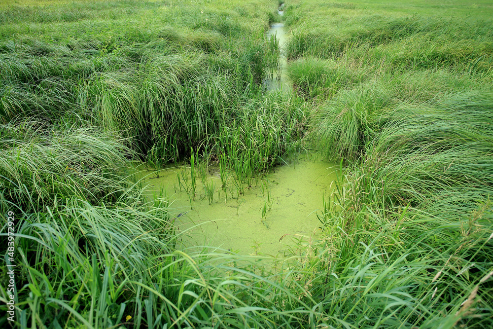 Drained swamp (currently sedge rushes) in eastern Poland