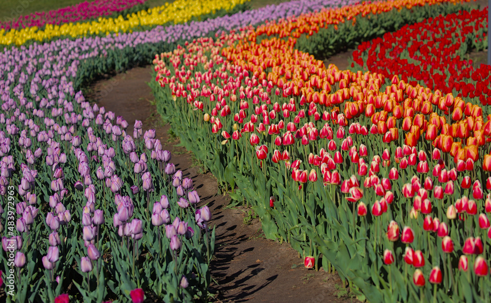 A huge field of bright, blooming tulips in the city park.