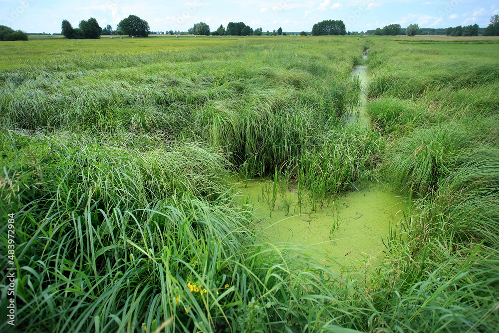 Drained swamp (currently sedge rushes) in eastern Poland